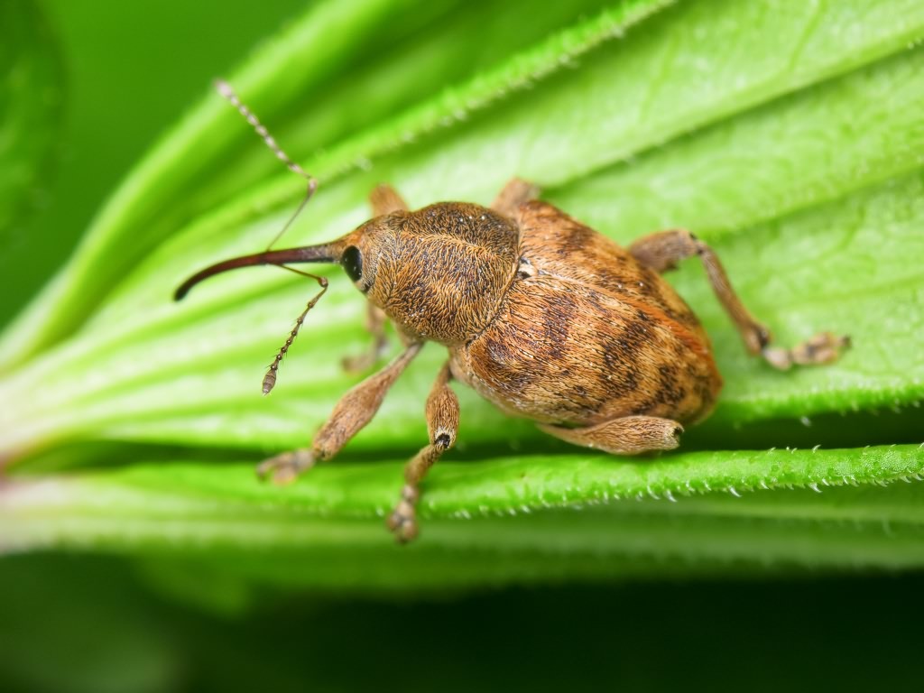 Curculio venosus (Gravenhorst, 1807)